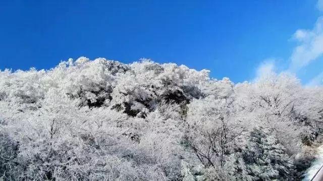 冬季时节栽茶忙